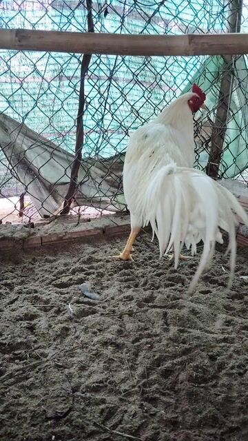 Gà Trắng, Nâu đỏ 2.6-3kg. Mua bán Gà tại Huyện Trà Ôn Vĩnh Long được đăng bởi levanman hình 1