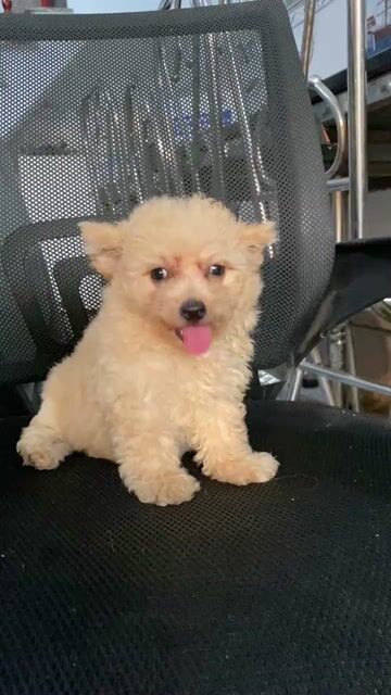 tinymixteacup tai gấu. Mua bán Chó tại Quận 7 Tp Hồ Chí Minh được đăng bởi PET SHOP NẮNG hình 1