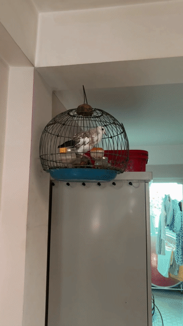 cu gáy khách thổ bầu gl.. Mua bán Chim tại Thành phố Thủ Đức Tp Hồ Chí Minh được đăng bởi Lâm hình 1