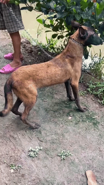 becgie bỉ . Mua bán Chó tại Thành phố Bà Rịa Bà Rịa - Vũng Tàu được đăng bởi thuy tran hình 1