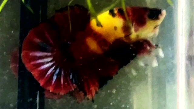 Koi nemo dạ quang. Mua bán Thú cưng khác tại Quận Bình Thạnh Tp Hồ Chí Minh được đăng bởi Hiếu hình 1