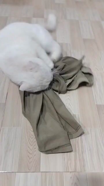 Mèo Anh lông ngắn đực hơn 1 tuổi. Mua bán Mèo tại Thành phố Thủ Đức Tp Hồ Chí Minh được đăng bởi Thảo My hình 1