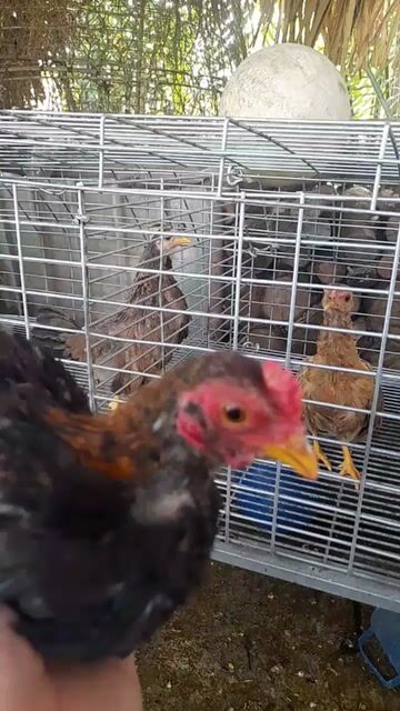 Gà tre Bắc kiểng. Mua bán Gà tại Huyện Kế Sách Sóc Trăng được đăng bởi Hoai Thuong hình 1