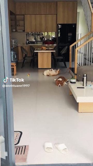 Chó Corgi cái vip. Mua bán Chó tại Quận Cẩm Lệ Đà Nẵng được đăng bởi Nguyễn Trang hình 1