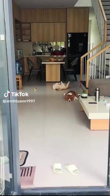 Chó Corgi cái vip. Mua bán Chó tại Quận Cẩm Lệ Đà Nẵng được đăng bởi Nguyễn Trang hình 1