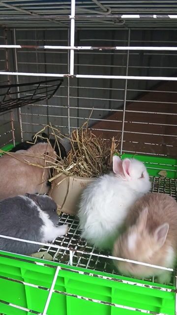 Thỏ Hà Lan lùn 1 tháng Đực Cái. Mua bán Thú cưng khác tại Quận Bình Tân Tp Hồ Chí Minh được đăng bởi Le Dat hình 1