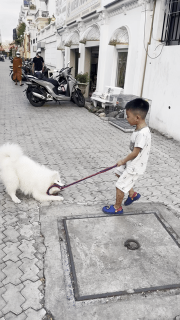Chó Samoyed cái 7 tháng tuổi. Mua bán Chó tại Quận Gò Vấp Tp Hồ Chí Minh được đăng bởi Trần Văn Kiên hình 1