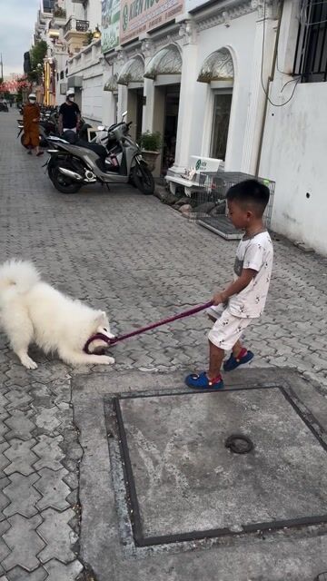 Chó Samoyed cái 7 tháng tuổi. Mua bán Chó tại Quận Gò Vấp Tp Hồ Chí Minh được đăng bởi Trần Văn Kiên hình 1