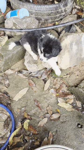Chó Border Collie F1 Đen trắng. Mua bán Chó tại Thành phố Cao Bằng Cao Bằng được đăng bởi Triệu Hồng Đạt hình 1
