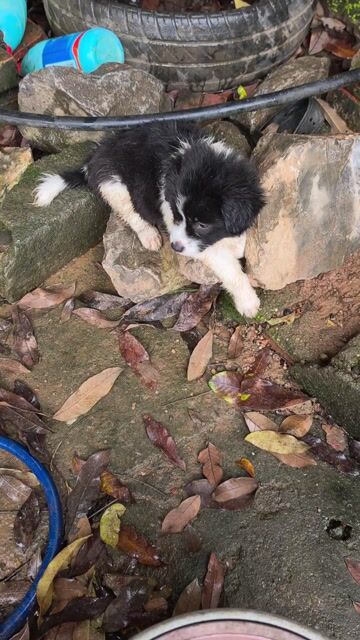 Chó Border Collie F1 Đen trắng. Mua bán Chó tại Thành phố Cao Bằng Cao Bằng được đăng bởi Triệu Hồng Đạt hình 1