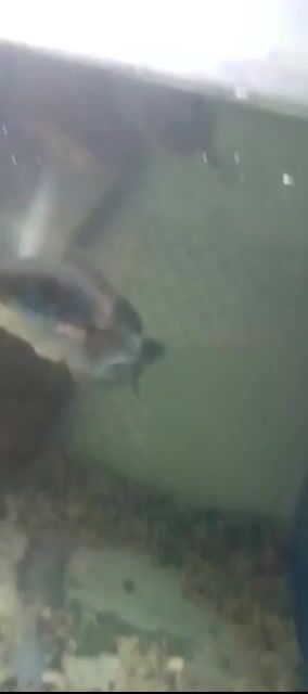 Cá lóc bông Thái Lan Xám Trung bình. Mua bán Thú cưng khác tại Huyện Bình Chánh Tp Hồ Chí Minh được đăng bởi chim cá cỏ hình 1