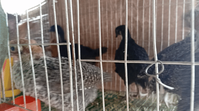 Gà HMông, Gà siêu Ai Cập. Mua bán Gà tại Quận Hoàng Mai Hà Nội được đăng bởi Đỗ trọng hưng hình 1
