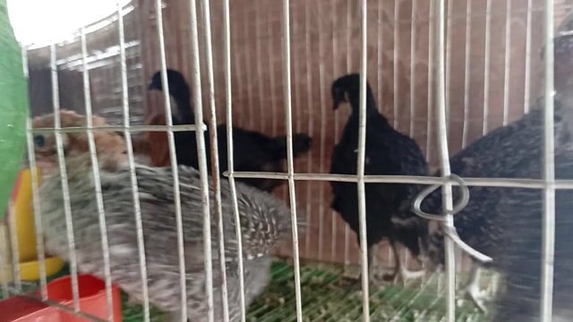 Gà HMông, Gà siêu Ai Cập. Mua bán Gà tại Quận Hoàng Mai Hà Nội được đăng bởi Đỗ trọng hưng hình 1