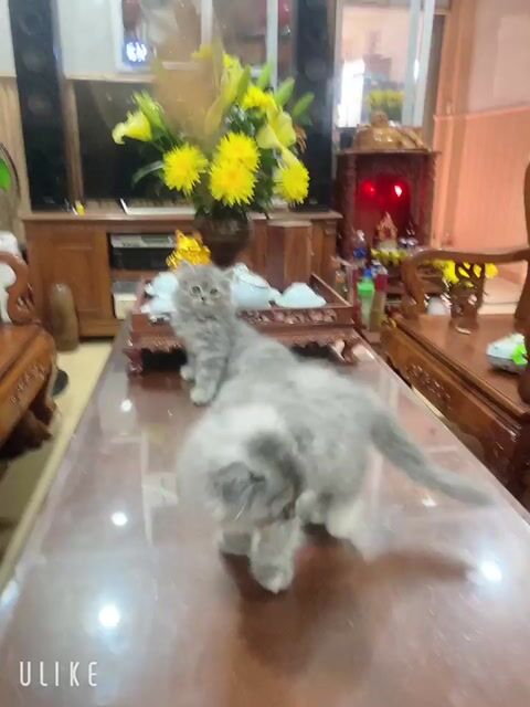 Mèo ALD cái màu xám. Mua bán Mèo tại Quận 12 Tp Hồ Chí Minh được đăng bởi phụ tùng ô tô giá kho hình 1