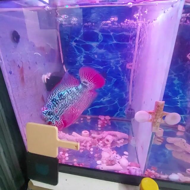 Cá La Hán Đỏ Xanh 3 ngón. Mua bán Thú cưng khác tại Quận 6 Tp Hồ Chí Minh được đăng bởi khuong hình 1