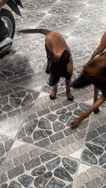 Chó Malinois đực 3 tháng đã tiêm. Mua bán Chó tại Quận Ninh Kiều Cần Thơ được đăng bởi Phạm Duy hình 1