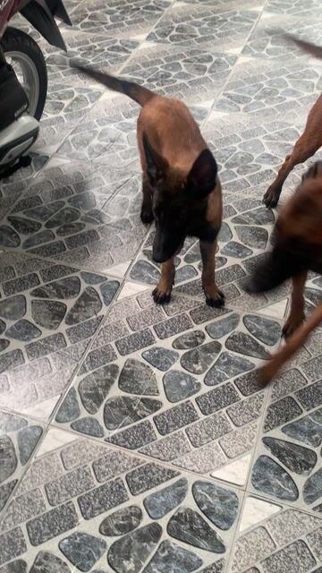 Chó Malinois đực 3 tháng đã tiêm. Mua bán Chó tại Quận Ninh Kiều Cần Thơ được đăng bởi Phạm Duy hình 1