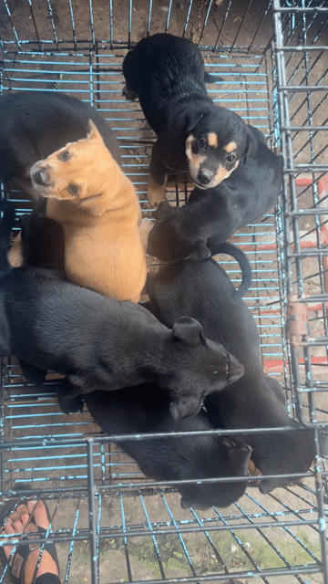 rottwerler lai ạ. Mua bán Chó tại Quận Bình Tân Tp Hồ Chí Minh được đăng bởi Hải Đăng Gia Thành hình 1
