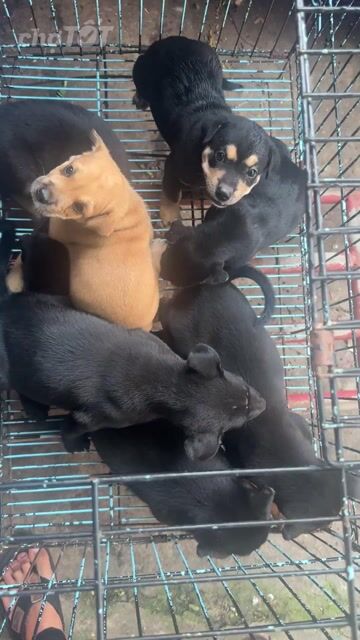 rottwerler lai ạ. Mua bán Chó tại Quận Bình Tân Tp Hồ Chí Minh được đăng bởi Hải Đăng Gia Thành hình 1