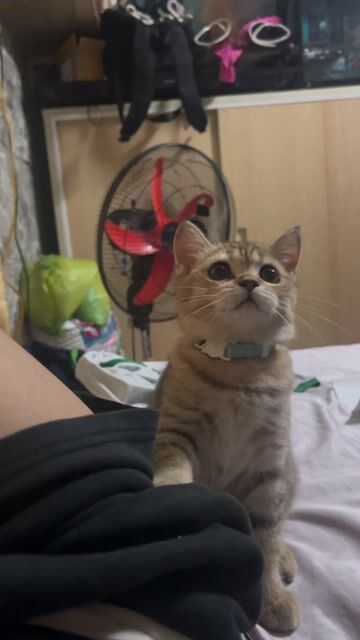 Mèo Anh lông ngắn Golden cái 4 tháng. Mua bán Mèo tại Quận 3 Tp Hồ Chí Minh được đăng bởi Võ Phương Uyên hình 1