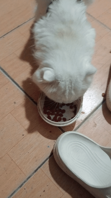 anh đực lông dài. Mua bán Mèo tại Huyện Đông Anh Hà Nội được đăng bởi nguyễn thị khảm hình 1