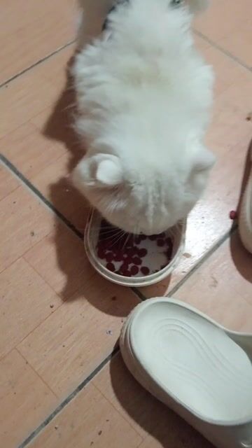 anh đực lông dài. Mua bán Mèo tại Huyện Đông Anh Hà Nội được đăng bởi nguyễn thị khảm hình 1