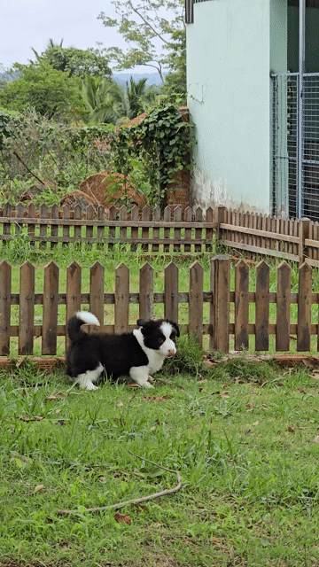 Chó Corgi Cardigan. Mua bán Chó tại Quận Bình Thạnh Tp Hồ Chí Minh được đăng bởi Bình Phan hình 1