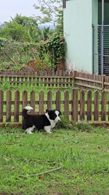 Chó Corgi Cardigan. Mua bán Chó tại Quận Bình Thạnh Tp Hồ Chí Minh được đăng bởi Bình Phan hình 1