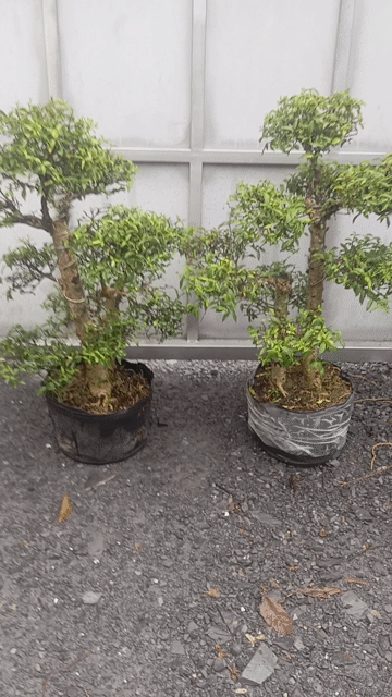 Mai Chiếu Thủy lá trung tay cành . Mua bán Cây cảnh, đồ trang trí tại Huyện Củ Chi Tp Hồ Chí Minh được đăng bởi LT hình 1