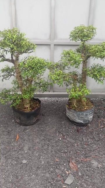 Mai Chiếu Thủy lá trung tay cành . Mua bán Cây cảnh, đồ trang trí tại Huyện Củ Chi Tp Hồ Chí Minh được đăng bởi LT hình 1
