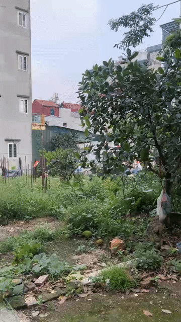 Mua bán Đất Quận Bắc Từ Liêm Hà Nội diện tích 60 m² giá 11,8 tỷ