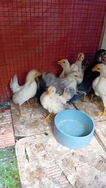 Gà Serama 150k/con. Mua bán Gà tại Huyện Nhà Bè Tp Hồ Chí Minh được đăng bởi Minh Đức hình 1