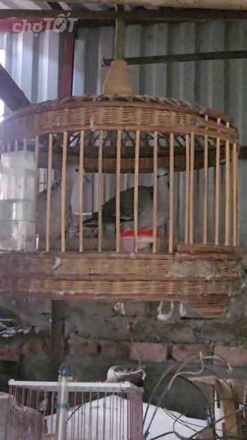 Chim cu gáy Malai Xám. Mua bán Chim tại Huyện Hoài Đức Hà Nội được đăng bởi MInh Đăng hình 1