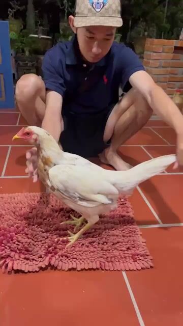 Gà Thái Mỹ mái 2.3kg-2.6kg Trắng Nâu. Mua bán Gà tại Huyện Thủ Thừa Long An được đăng bởi nguyen minh hy hình 1