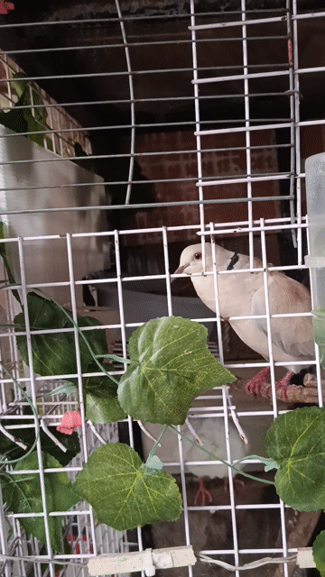 Chim Cu pháp khỏe mạnh làm cảnh, làm giống. Mua bán Chim tại Thị xã Tân Uyên Bình Dương được đăng bởi Lê Trường PC hình 1