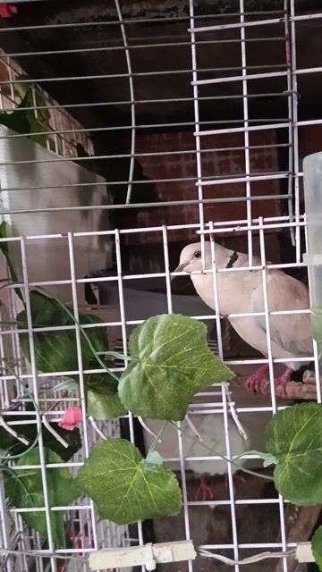 Chim Cu pháp khỏe mạnh làm cảnh, làm giống. Mua bán Chim tại Thị xã Tân Uyên Bình Dương được đăng bởi Lê Trường PC hình 1