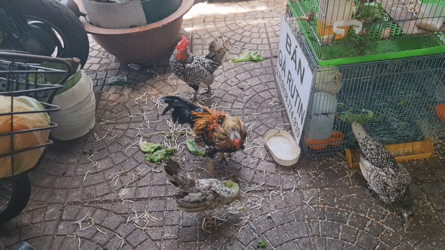 bán gà vẫy cá ai có cần bán hết luôn. Mua bán Gà tại Quận Bình Thạnh Tp Hồ Chí Minh được đăng bởi nguyễn Loan hình 1