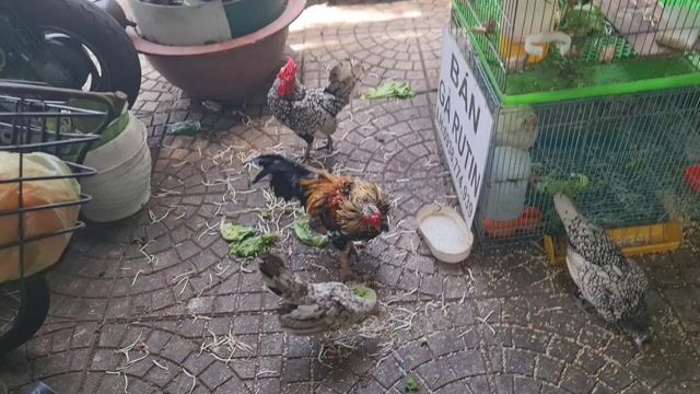 bán gà vẫy cá ai có cần bán hết luôn. Mua bán Gà tại Quận Bình Thạnh Tp Hồ Chí Minh được đăng bởi nguyễn Loan hình 1