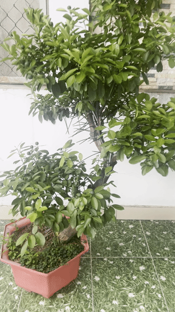 Quất bonsai dáng tùng đang hoa trái chơi tết. Mua bán Cây cảnh, đồ trang trí tại Thành phố Thủ Đức Tp Hồ Chí Minh được đăng bởi Mr nguyen hình 1