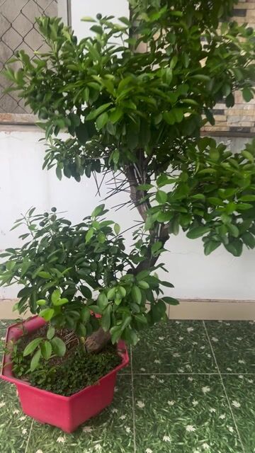 Quất bonsai dáng tùng đang hoa trái chơi tết. Mua bán Cây cảnh, đồ trang trí tại Thành phố Thủ Đức Tp Hồ Chí Minh được đăng bởi Mr nguyen hình 1