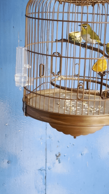 Chim khuyên 2 vụ. Mua bán Chim tại Quận 12 Tp Hồ Chí Minh được đăng bởi vũ đặng hữu hình 1