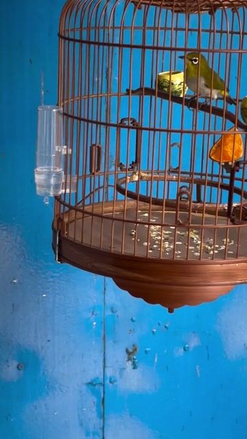 Chim khuyên 2 vụ. Mua bán Chim tại Quận 12 Tp Hồ Chí Minh được đăng bởi vũ đặng hữu hình 1