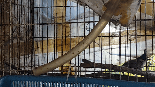 Chim chào mào trống lọt giọng mái nhát. Mua bán Chim tại Quận 8 Tp Hồ Chí Minh được đăng bởi Chào Mào 888 hình 1