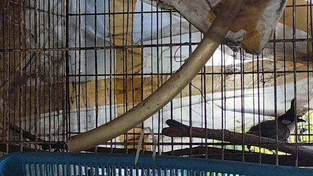 Chim chào mào trống lọt giọng mái nhát. Mua bán Chim tại Quận 8 Tp Hồ Chí Minh được đăng bởi Chào Mào 888 hình 1