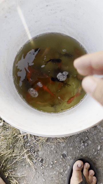 Cá ba đuôi Trung 2 ngón Cam. Mua bán Thú cưng khác tại Huyện Bình Chánh Tp Hồ Chí Minh được đăng bởi Ngân Bán Cá Lóc hình 1