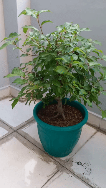 Cây cảnh Sung nếp bonsai chậu Xanh lá. Mua bán Cây cảnh, đồ trang trí tại Quận 6 Tp Hồ Chí Minh được đăng bởi Nguyễn Tuấn hình 1
