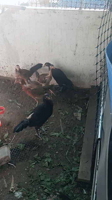 Gà mái nòi tơ Bến Tre 3 tháng. Mua bán Gà tại Huyện Hóc Môn Tp Hồ Chí Minh được đăng bởi nguyễn quốc hội hình 1