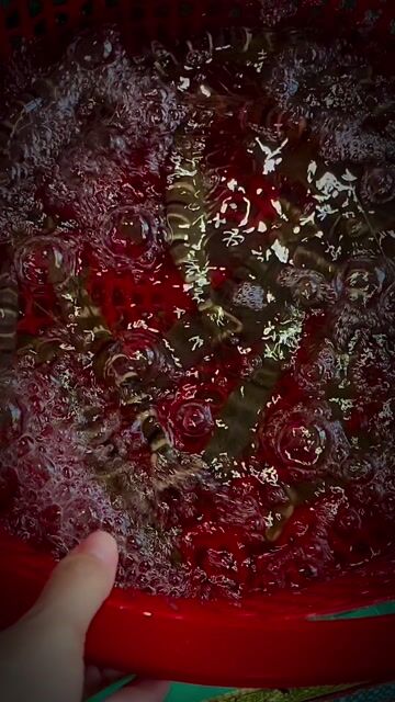 Tôm sú Bạc Liêu Tươi sống. Mua bán Đồ ăn, thực phẩm và các loại khác tại Quận Gò Vấp Tp Hồ Chí Minh được đăng bởi Thuý Huyền hình 1