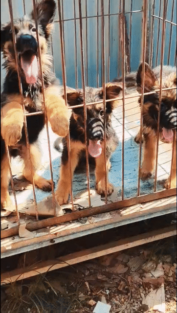 Chó Becgie Đức 2 tháng tuổi Thuần chủng Khỏe mạnh. Mua bán Chó tại Thị xã Bến Cát Bình Dương được đăng bởi Viết diện Phạm hình 1