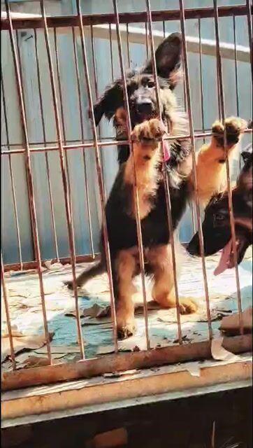 Chó Becgie Đức 2 tháng tuổi Thuần chủng Khỏe mạnh. Mua bán Chó tại Thị xã Bến Cát Bình Dương được đăng bởi Viết diện Phạm hình 1